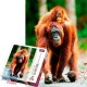 13108 Puzzle 1000 Piezas Orangutan - Indonesia