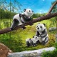 70353 Oso Panda Con Osezno