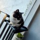 C30-2 Cama Colgante Balconera Gatos Gris 55 X 30 X 12 Cm Ploppy-Pets