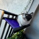 C30-3 Cama Colgante Balconera Gatos Violeta 55 X30 X12 Cm Ploppy-Pets