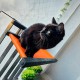 C30-7 Cama Colgante Balconera Gatos Naranja 55 X30 X12 Cm Ploppy-Pets